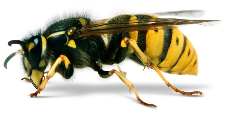 WASPS AND BEES