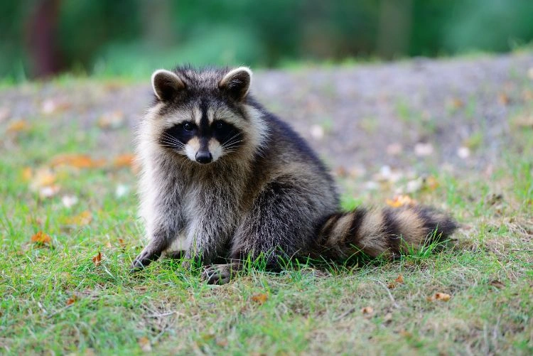 Raccoon Removal Mississauga
