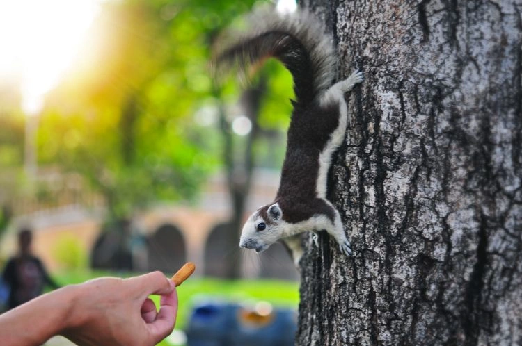 Raccoon Control Mississauga