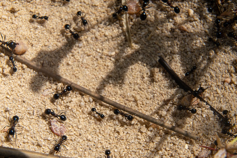 Ants