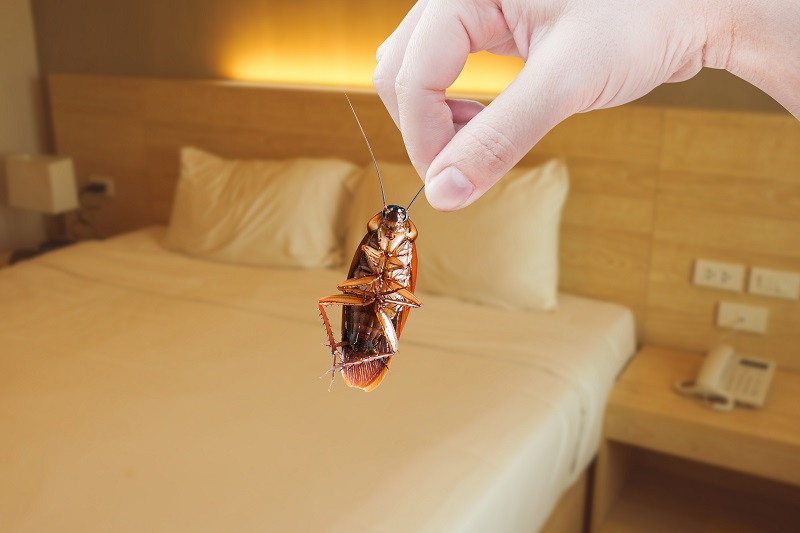 bed bug removal Mississauga