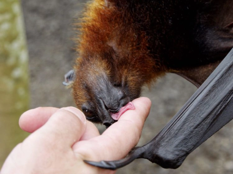 Skunk Removal Mississauga
