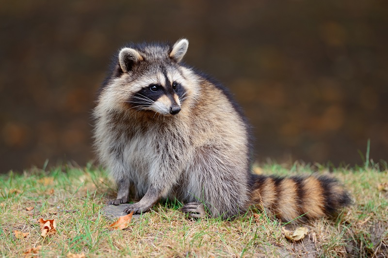 Raccoon Removal Etobicoke